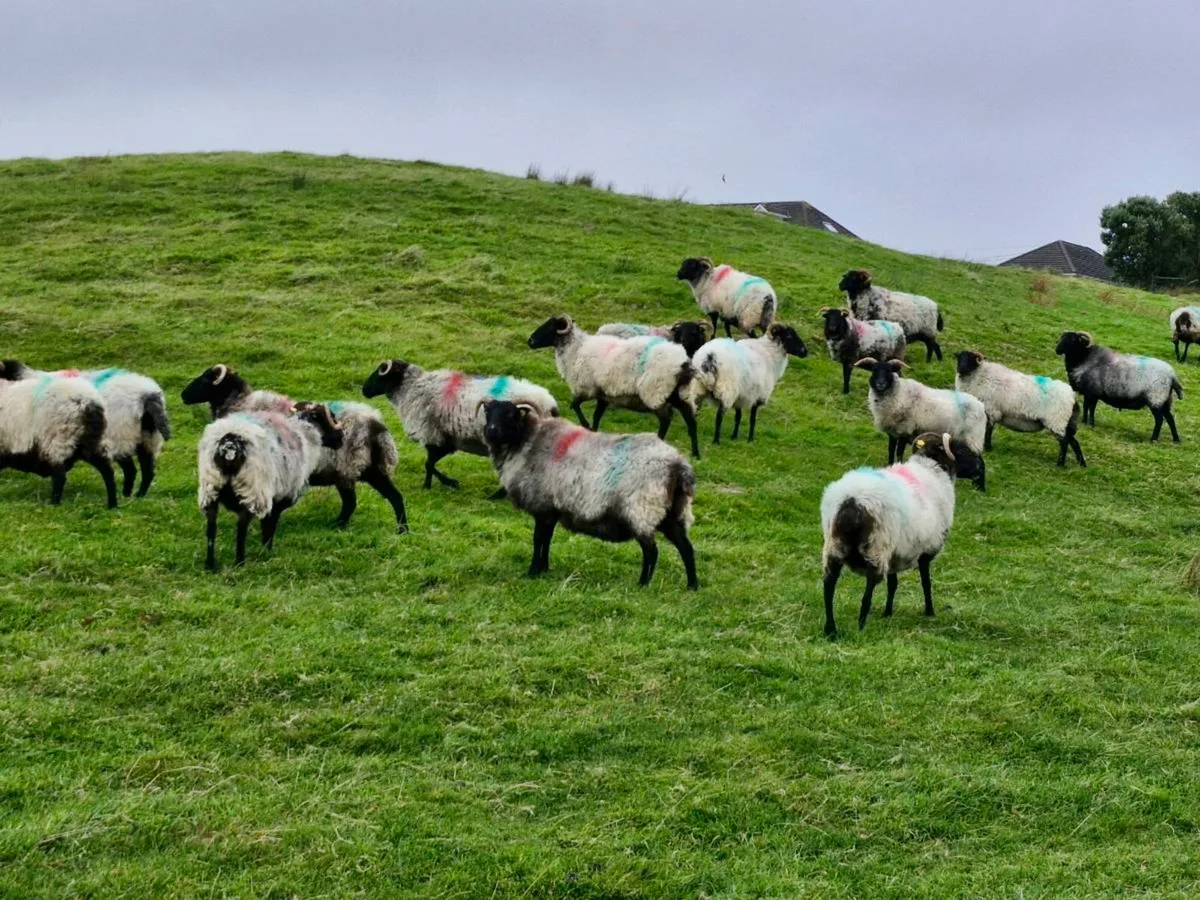 Mountain Ewes - Image 2