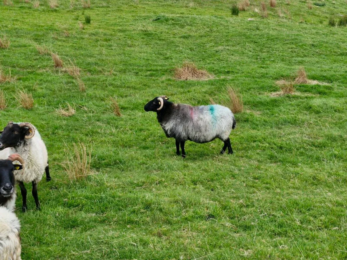 Mountain Ewes - Image 3