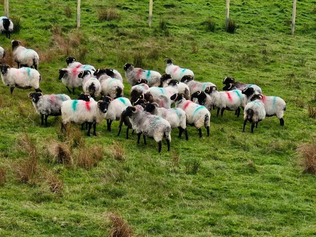 Mountain Ewes - Image 4