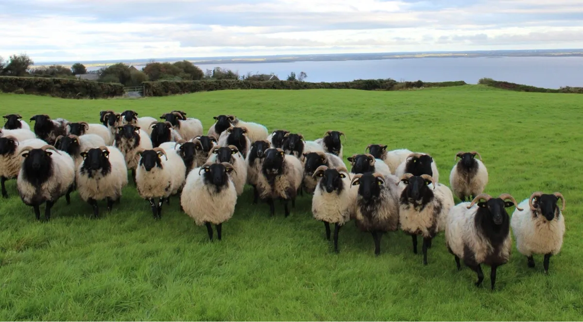 Mayo-Connemara Hoggets For Sale - Image 1