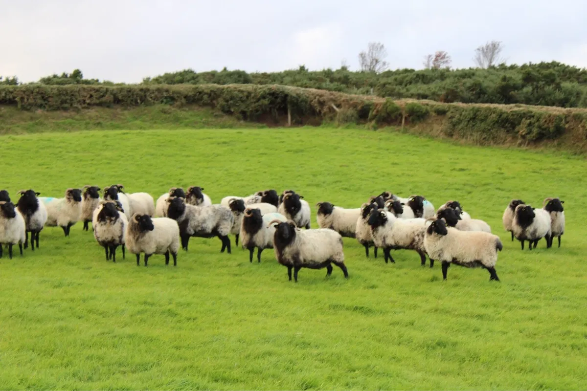 Mayo-Connemara Hoggets For Sale - Image 2
