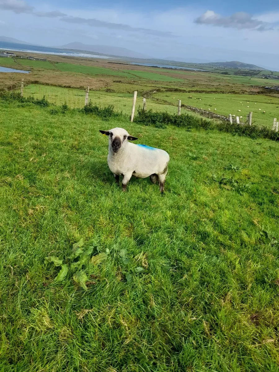 Ram - Image 4