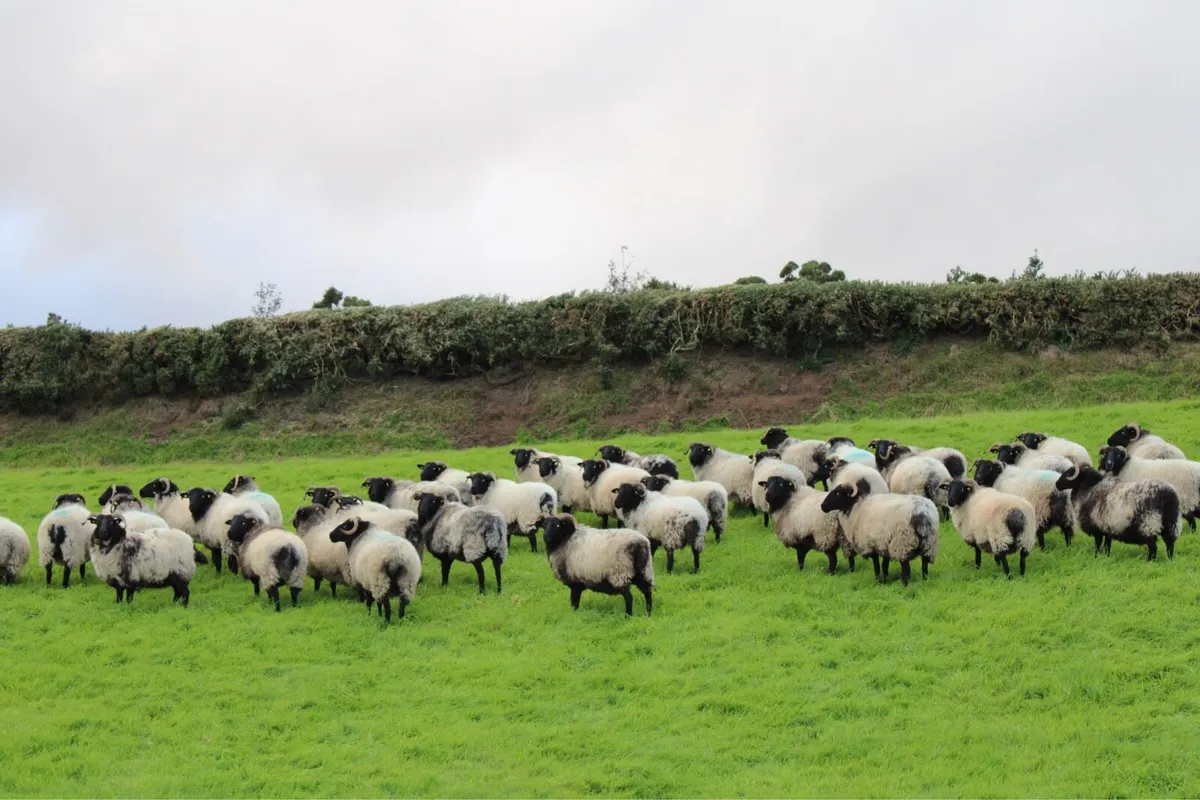 Mayo-Connemara Hoggets For Sale - Image 3