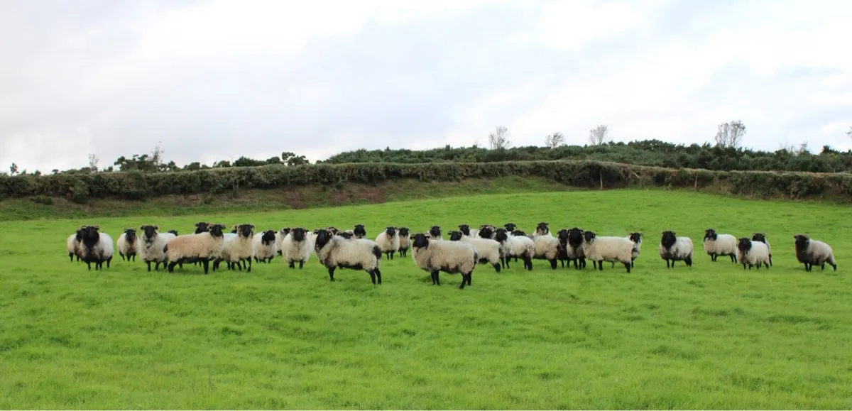 Mayo-Connemara Hoggets For Sale - Image 4
