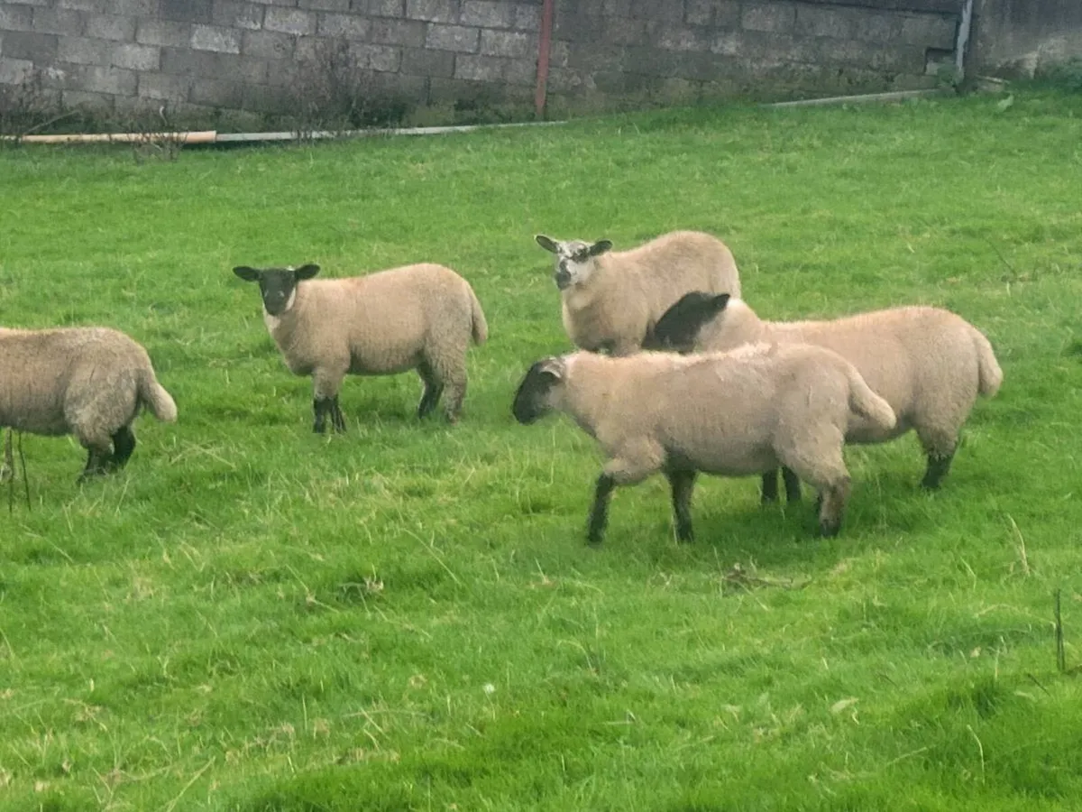 Suffolk cheviot ewe lamb - Image 2