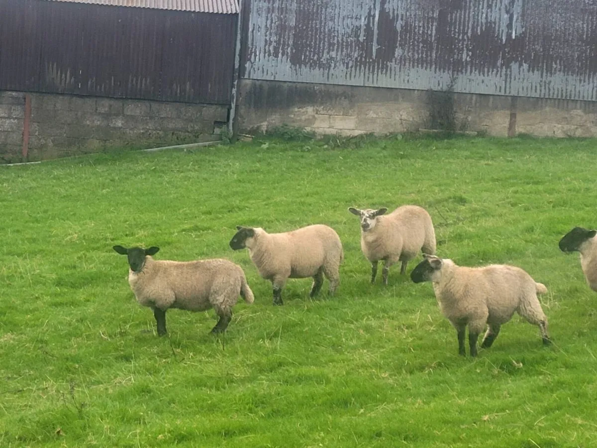 Suffolk cheviot ewe lamb - Image 4