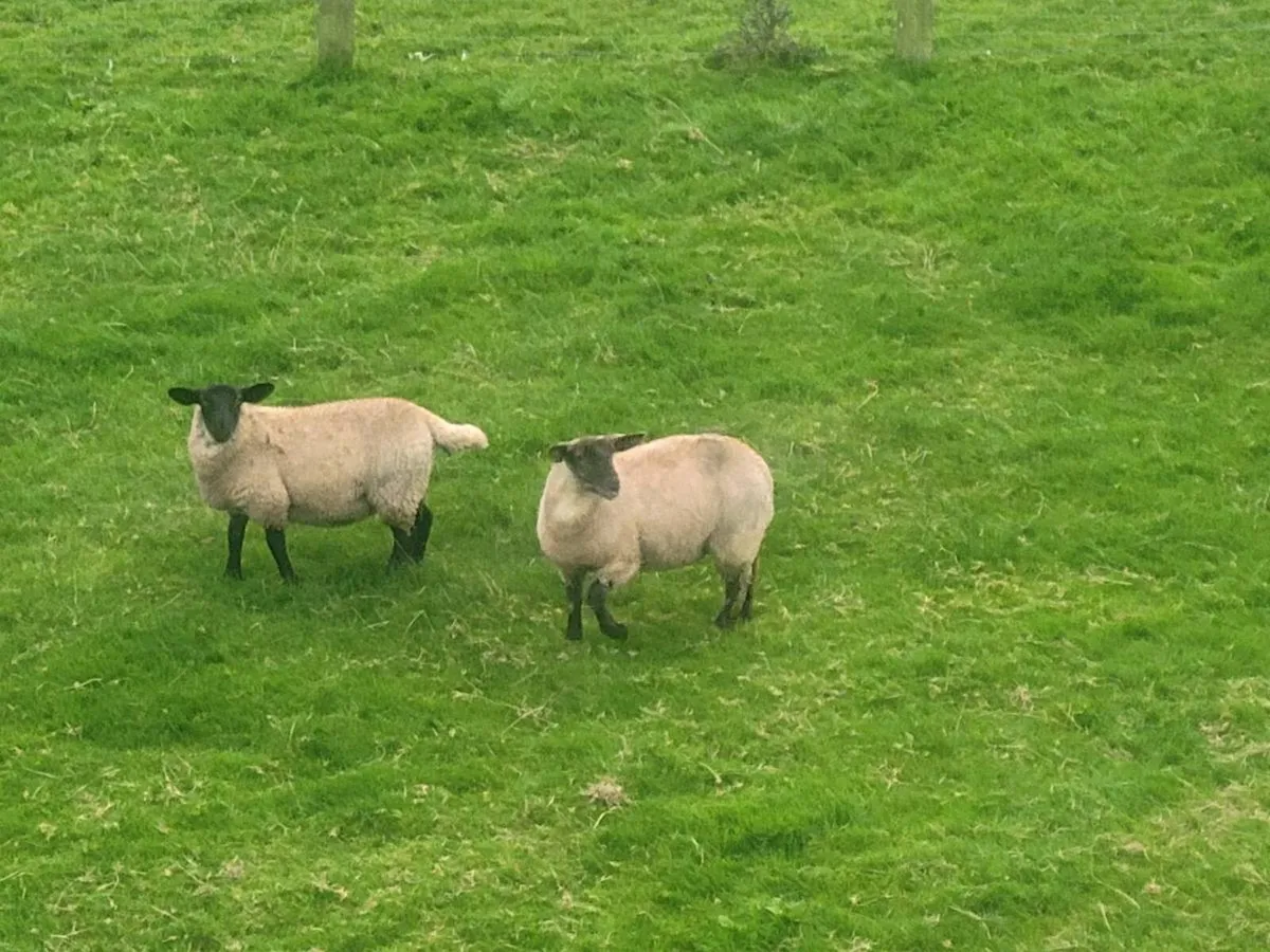 Suffolk cheviot ewe lamb - Image 3