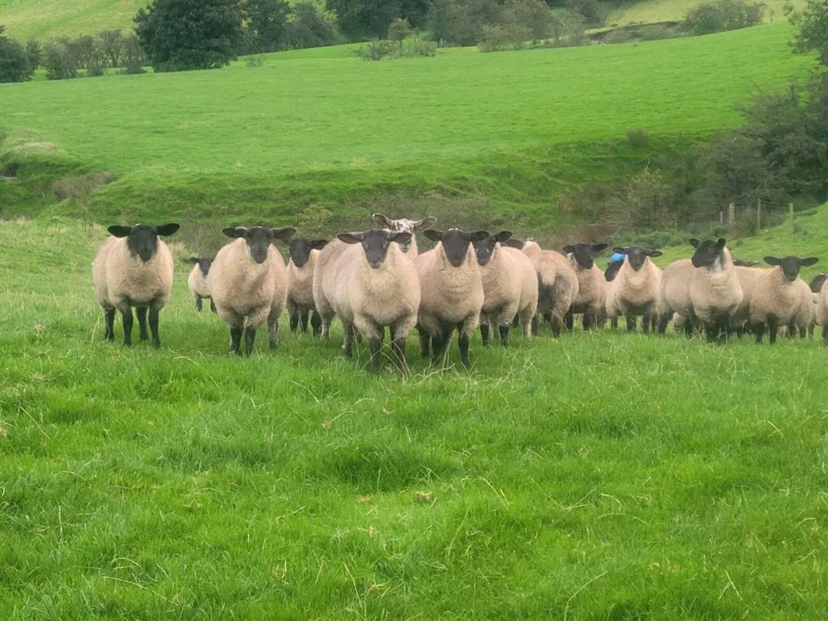 Suffolk cheviot ewe lamb - Image 1
