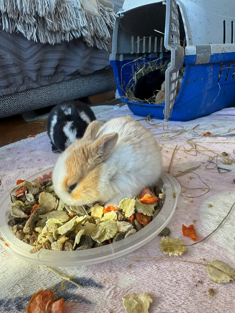 Rabbits - Image 1