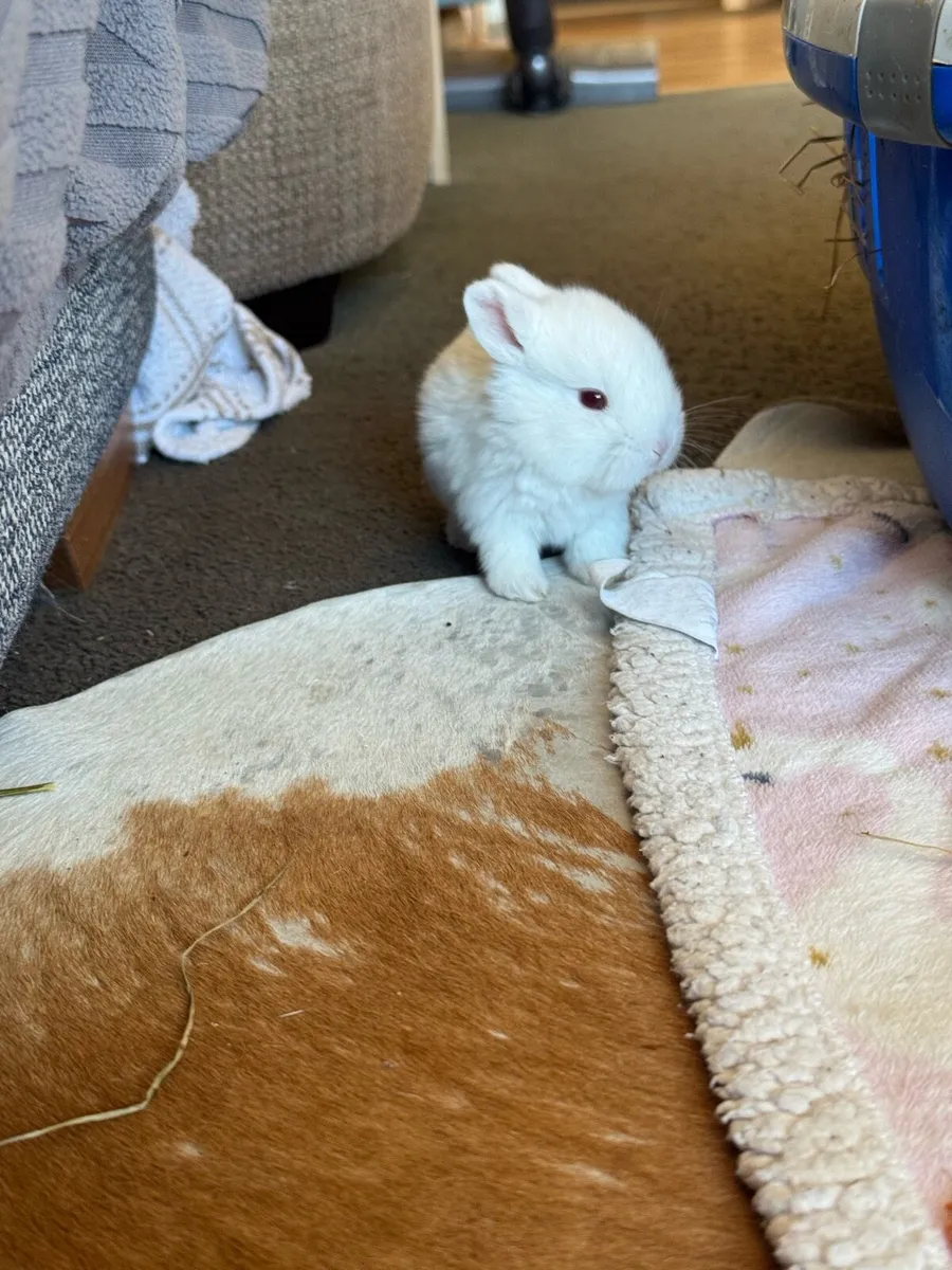 Rabbits - Image 2