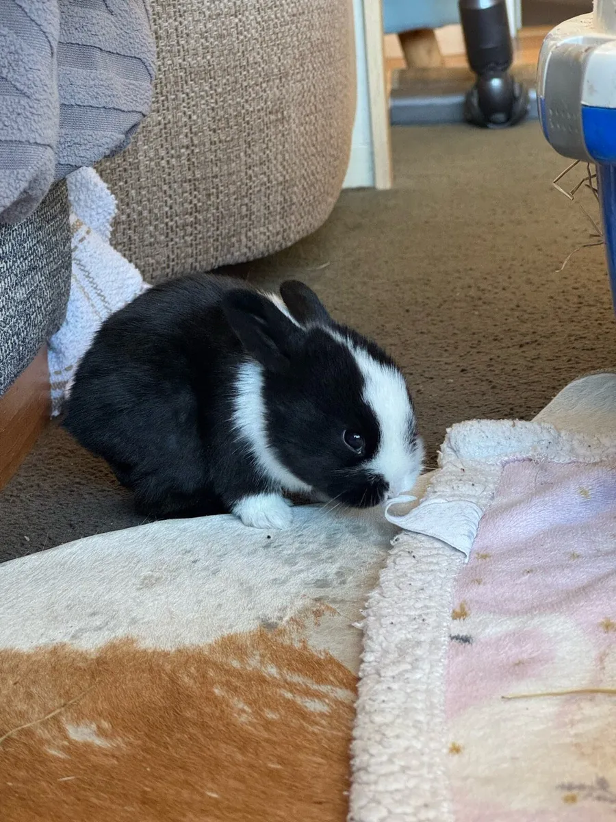 Rabbits - Image 3