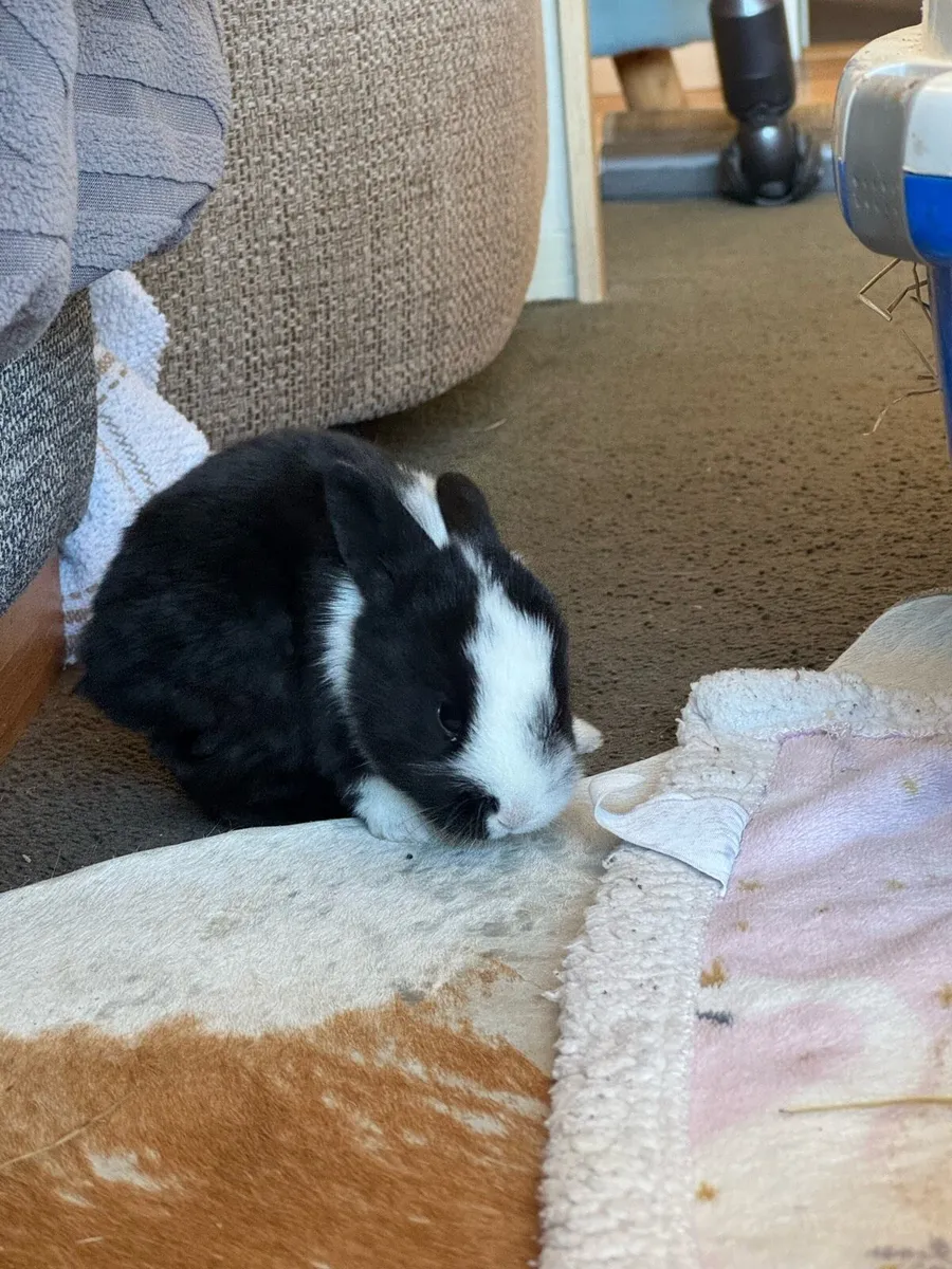 Rabbits - Image 4