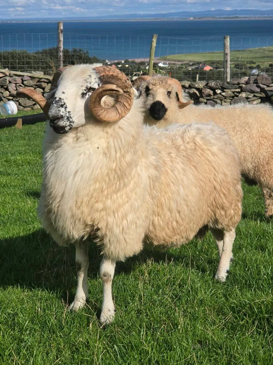 Organic SIS dingle scotch hogget ram - Image 1