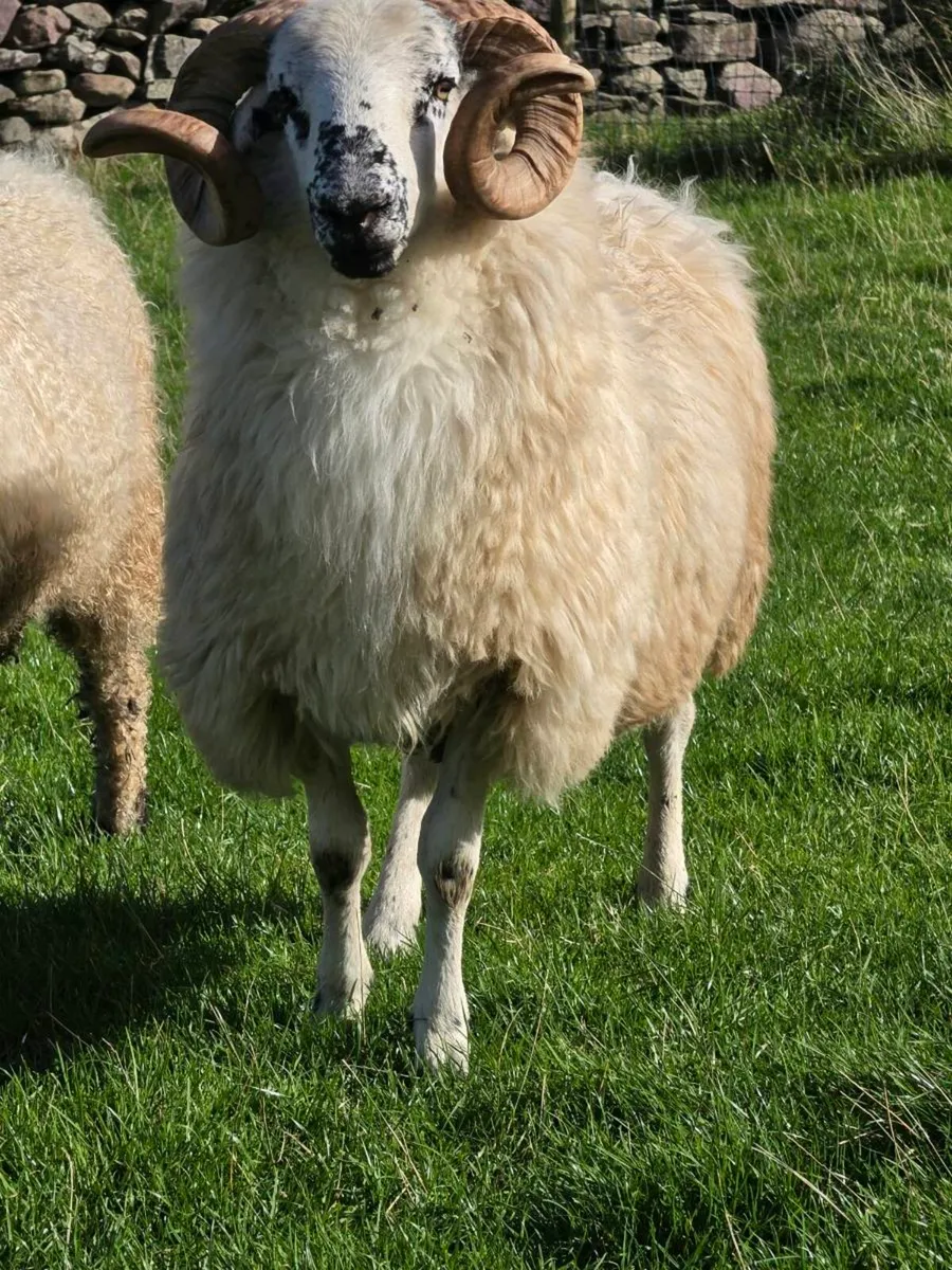 Organic SIS dingle scotch hogget ram - Image 2