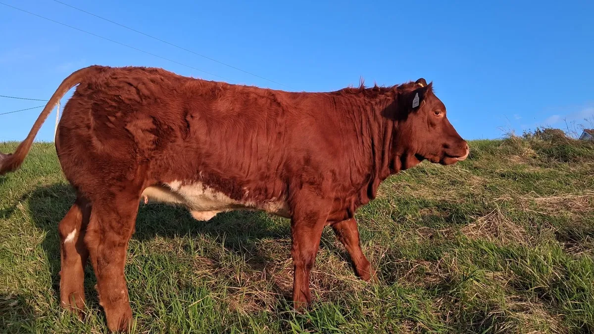 3 Wealing Show Heifiers at Manorhamilton Livestock - Image 3
