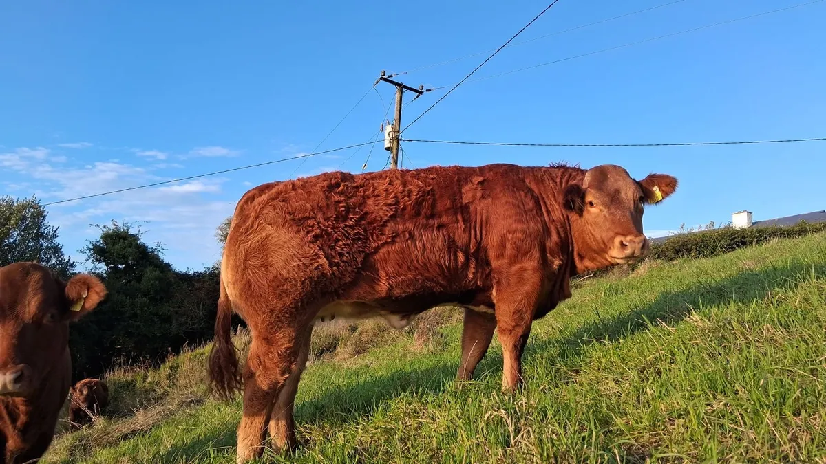 3 Wealing Show Heifiers at Manorhamilton Livestock - Image 2