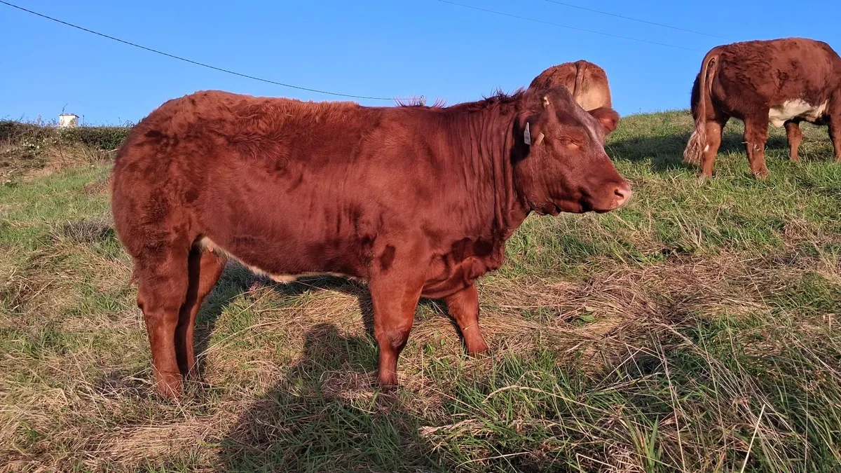 3 Wealing Show Heifiers at Manorhamilton Livestock - Image 4