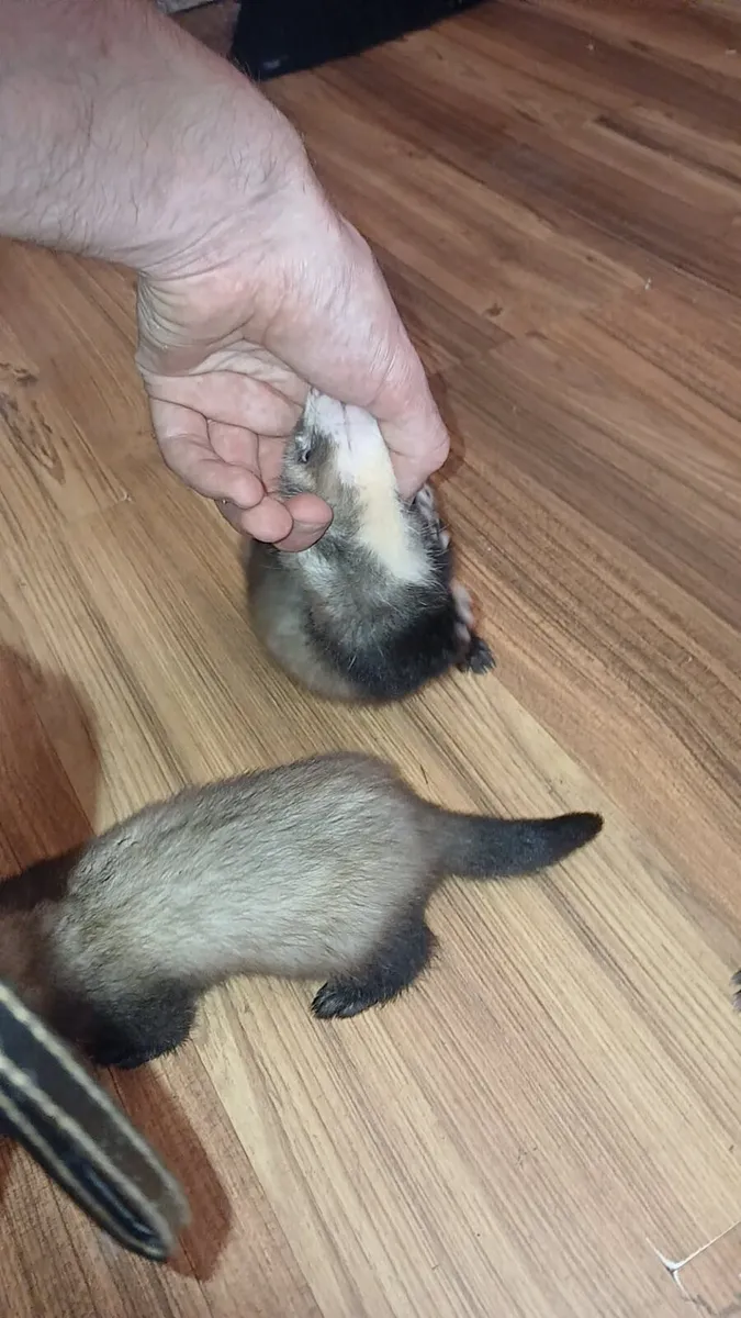 Ferrets - Image 2