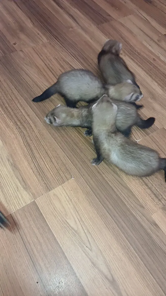 Ferrets - Image 3