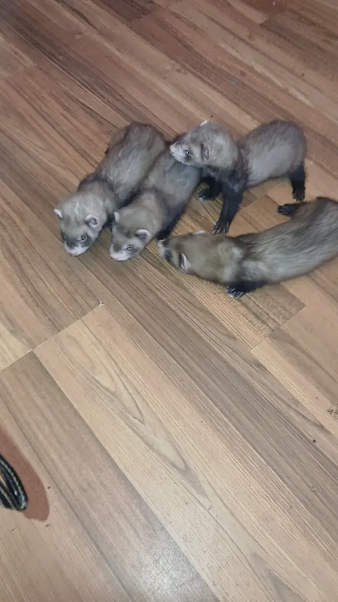 Ferrets - Image 4