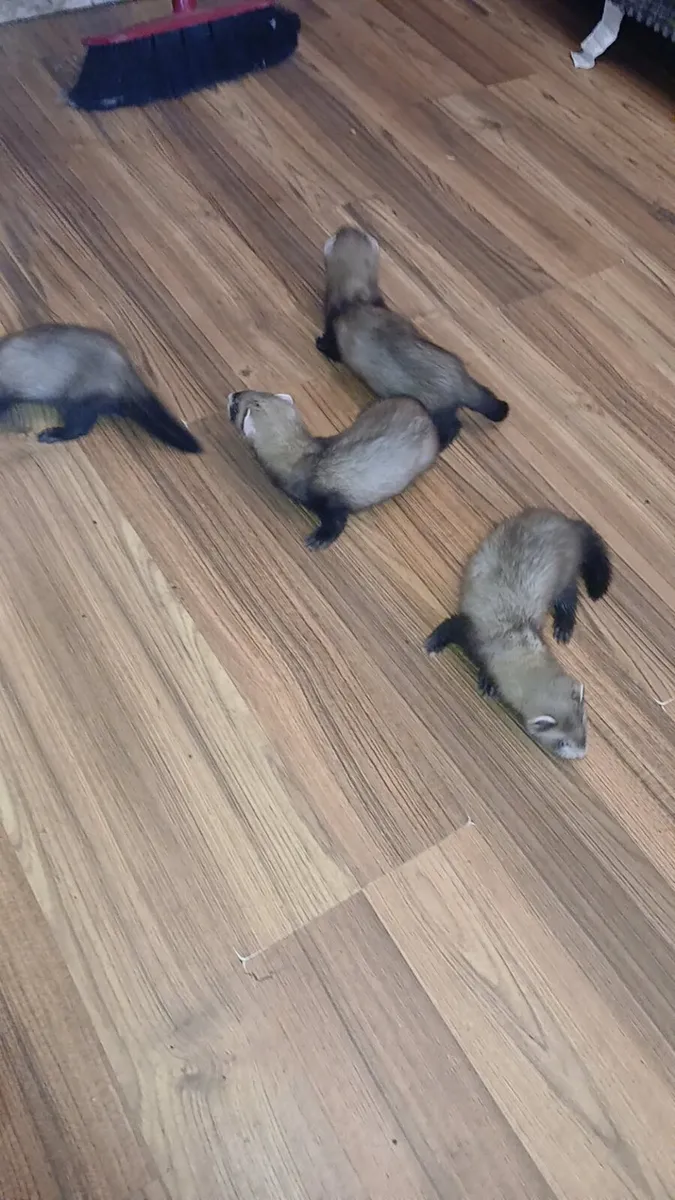 Ferrets - Image 1