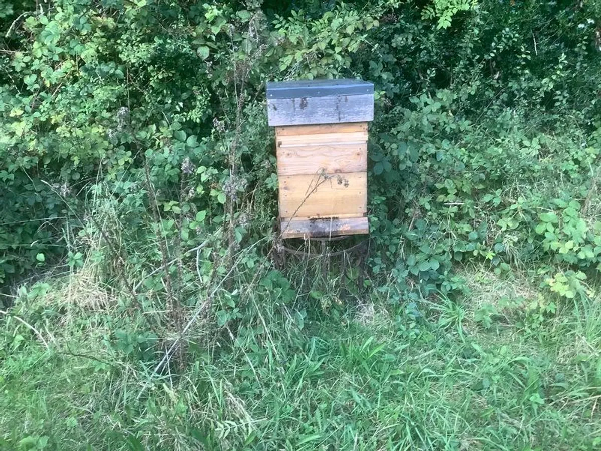 Bee hive - Image 1