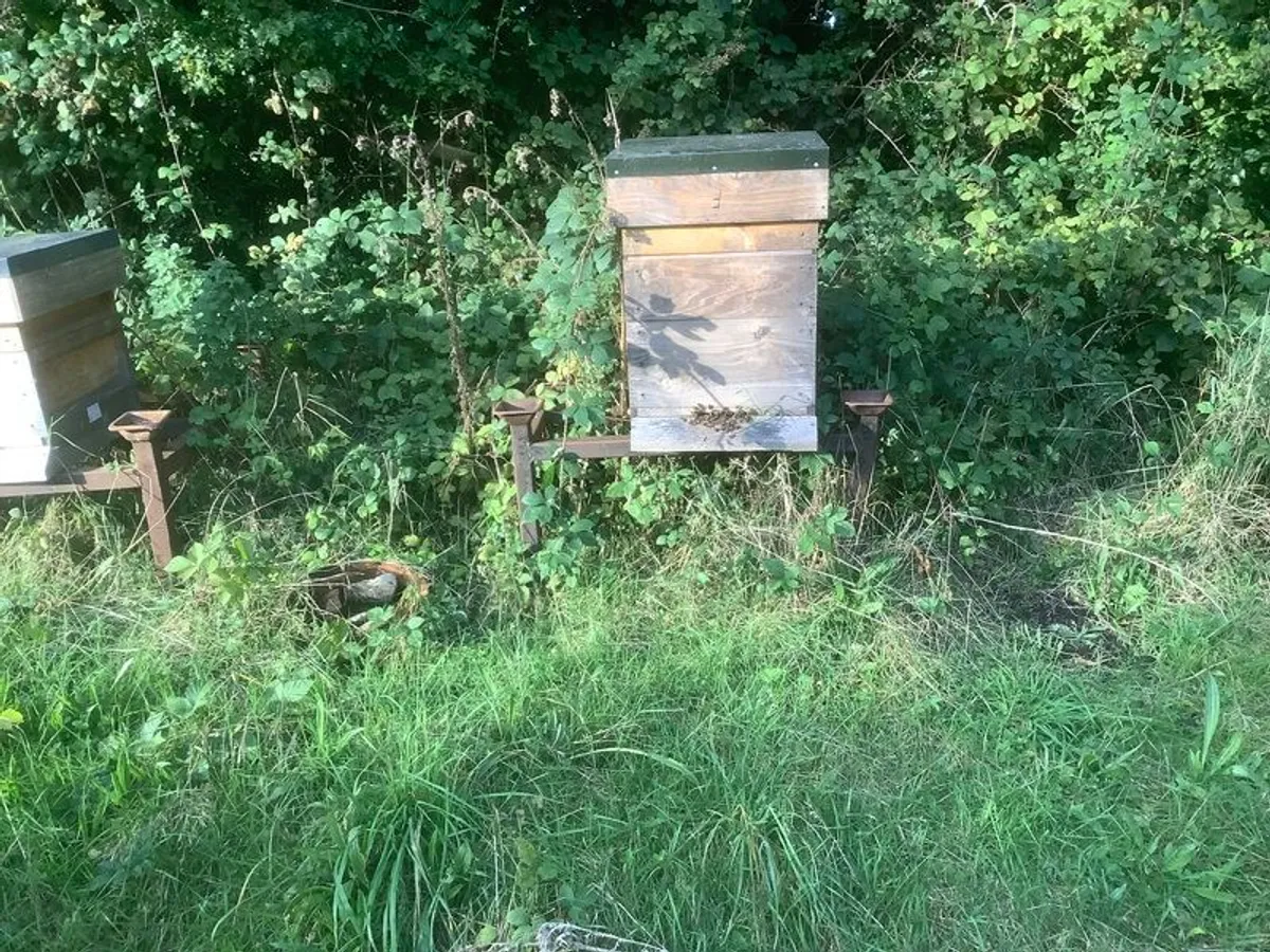 Bee hive - Image 2