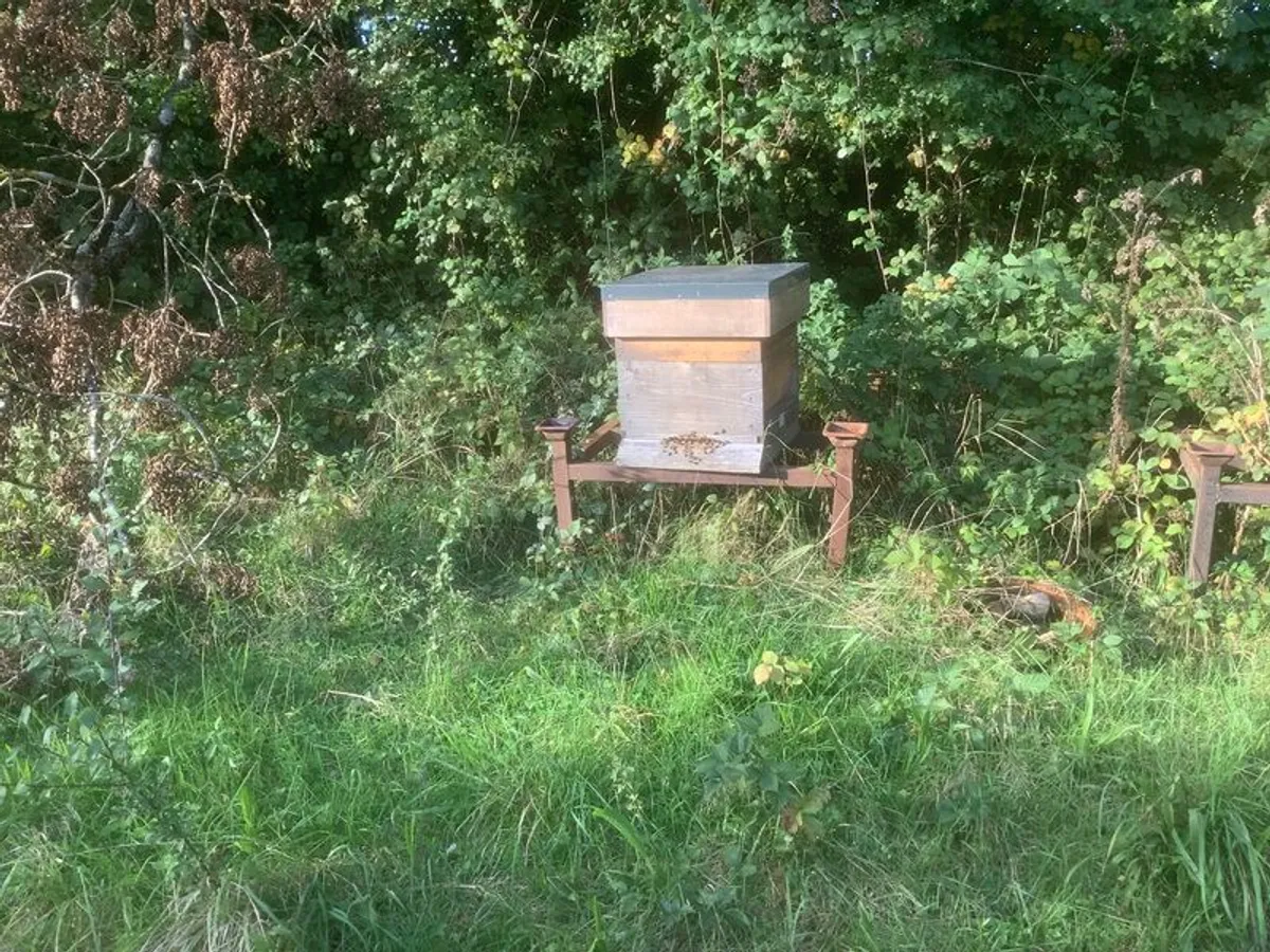 Bee hive - Image 3
