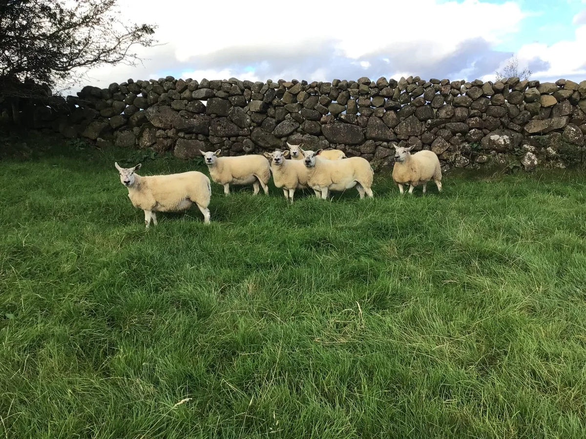 Texel-Mule Hogget Ewes - Image 1
