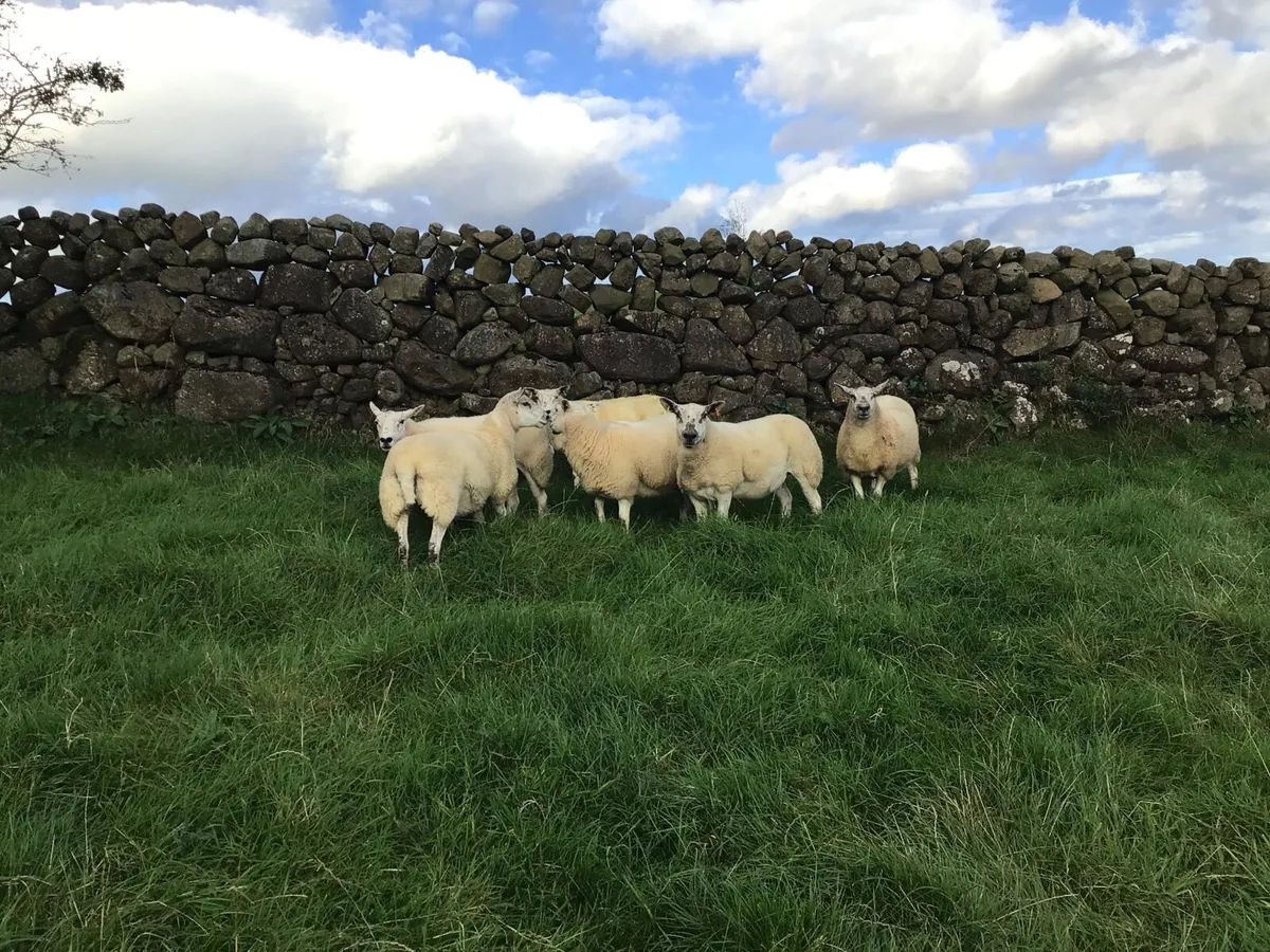 Texel-Mule Hogget Ewes - Image 3
