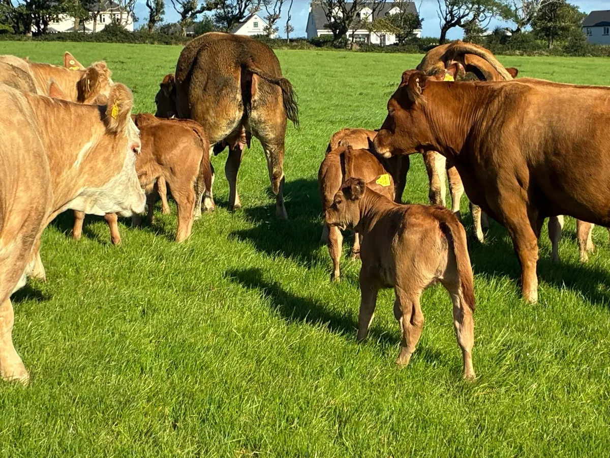 Heifers + Calves - Image 2