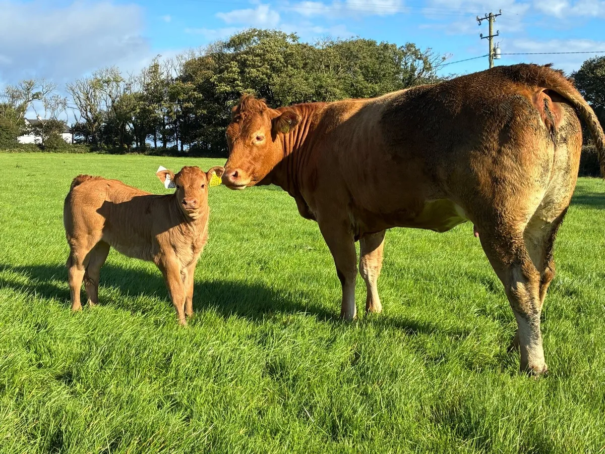 Heifers + Calves - Image 3