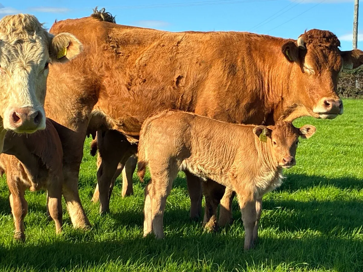 Heifers + Calves - Image 4