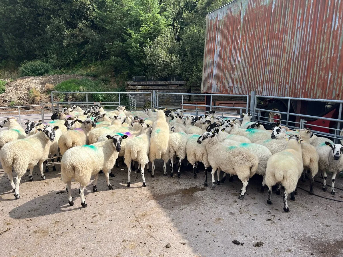 Sheep - Image 2
