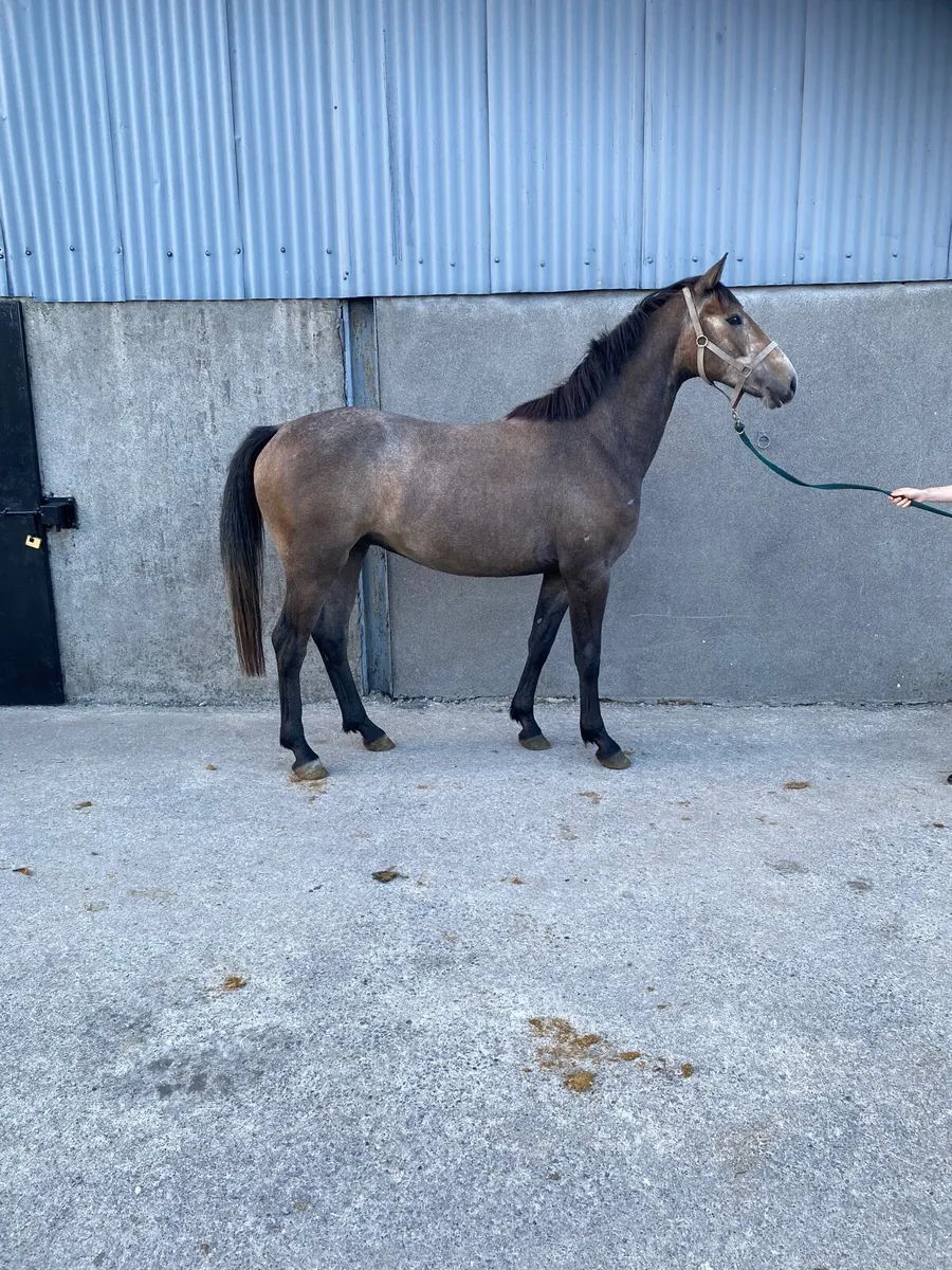 Sport Horse - Image 1