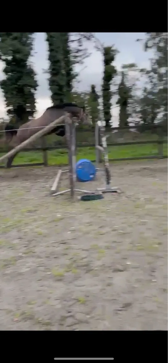 Sport Horse - Image 3