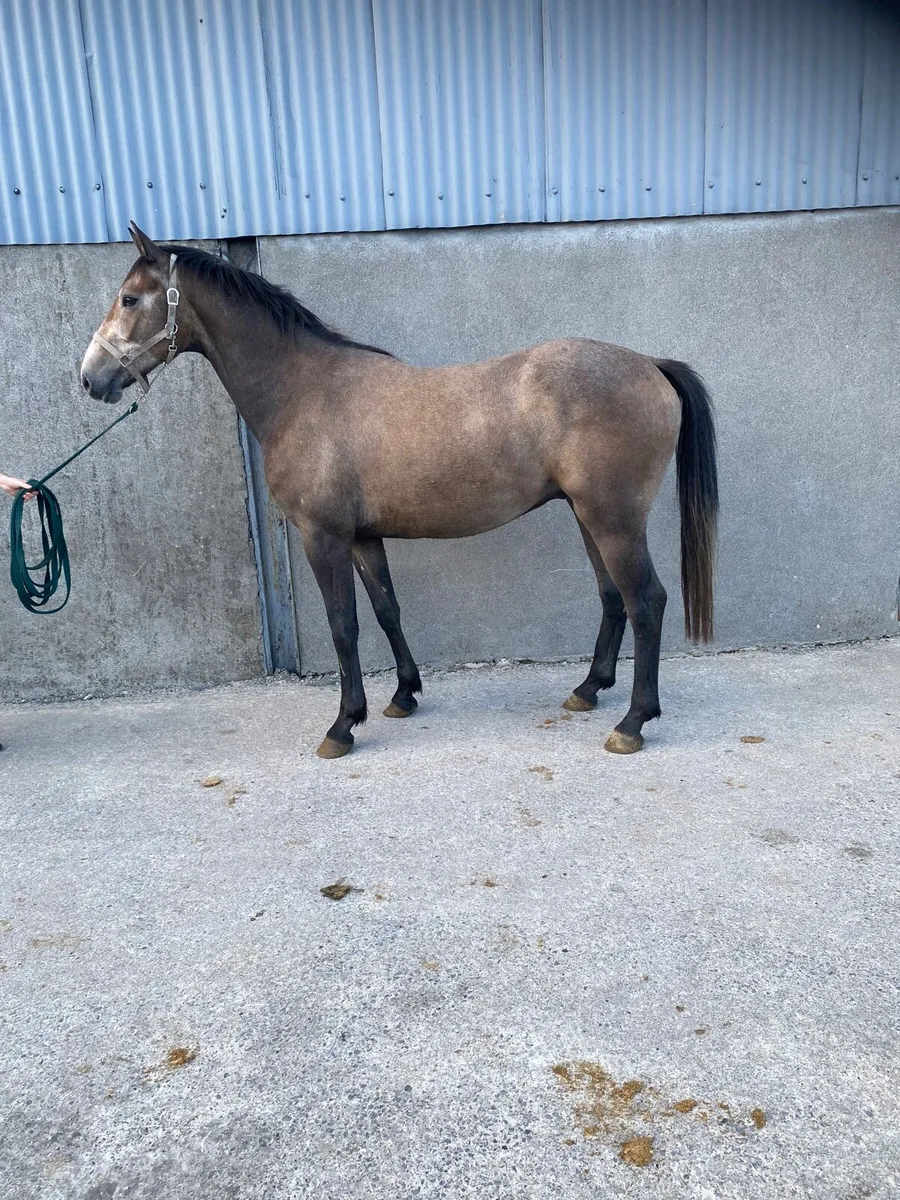Sport Horse - Image 2