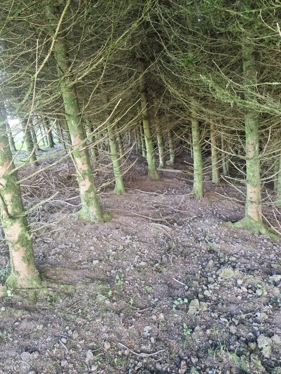 Timber - Image 2