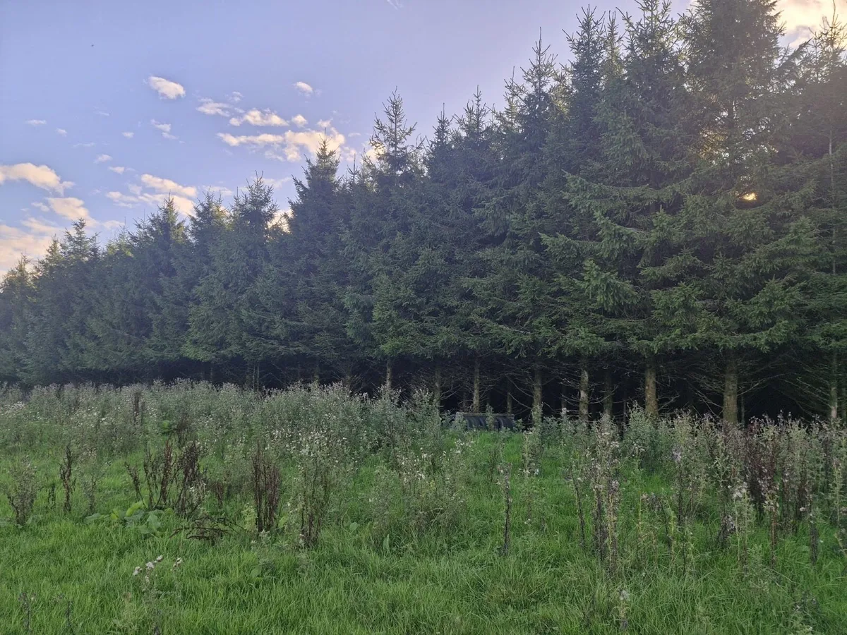 Timber - Image 3