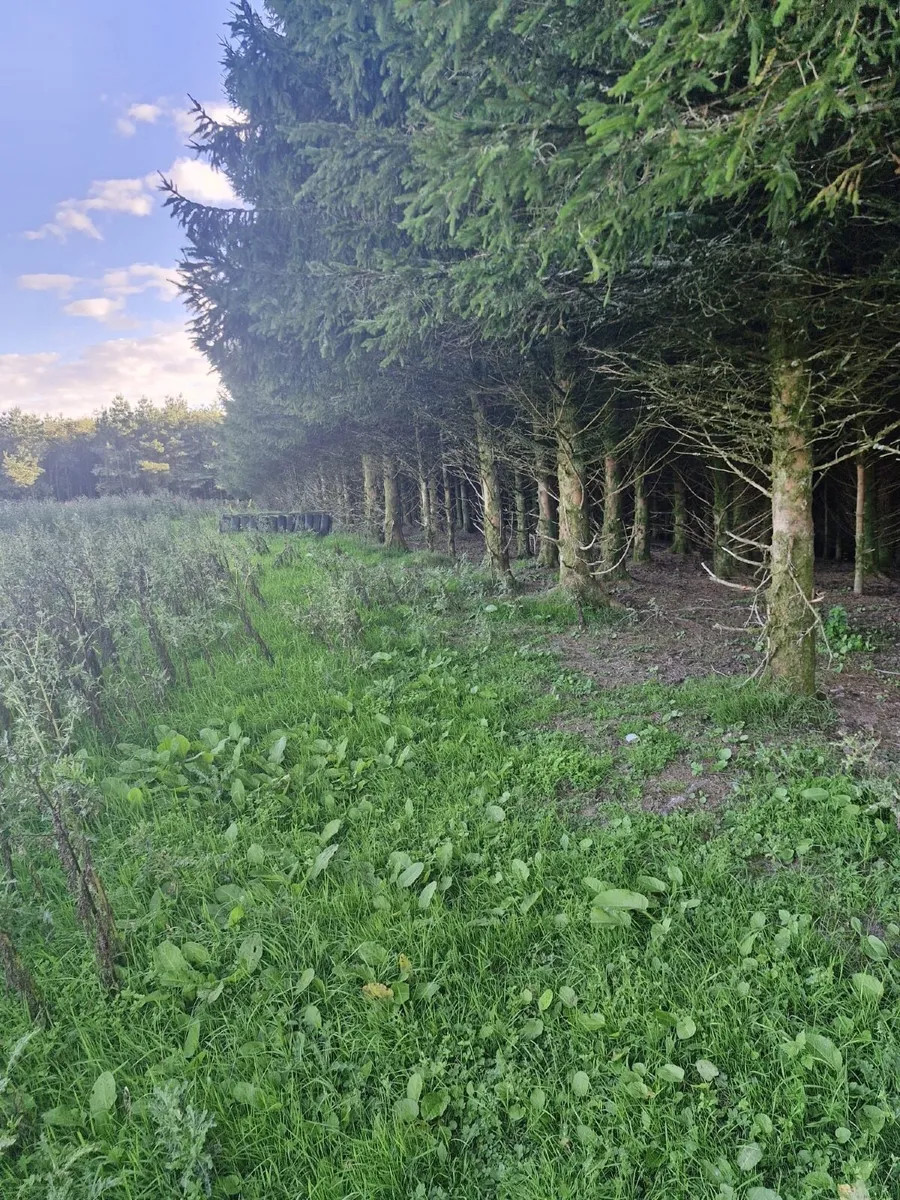 Timber - Image 1