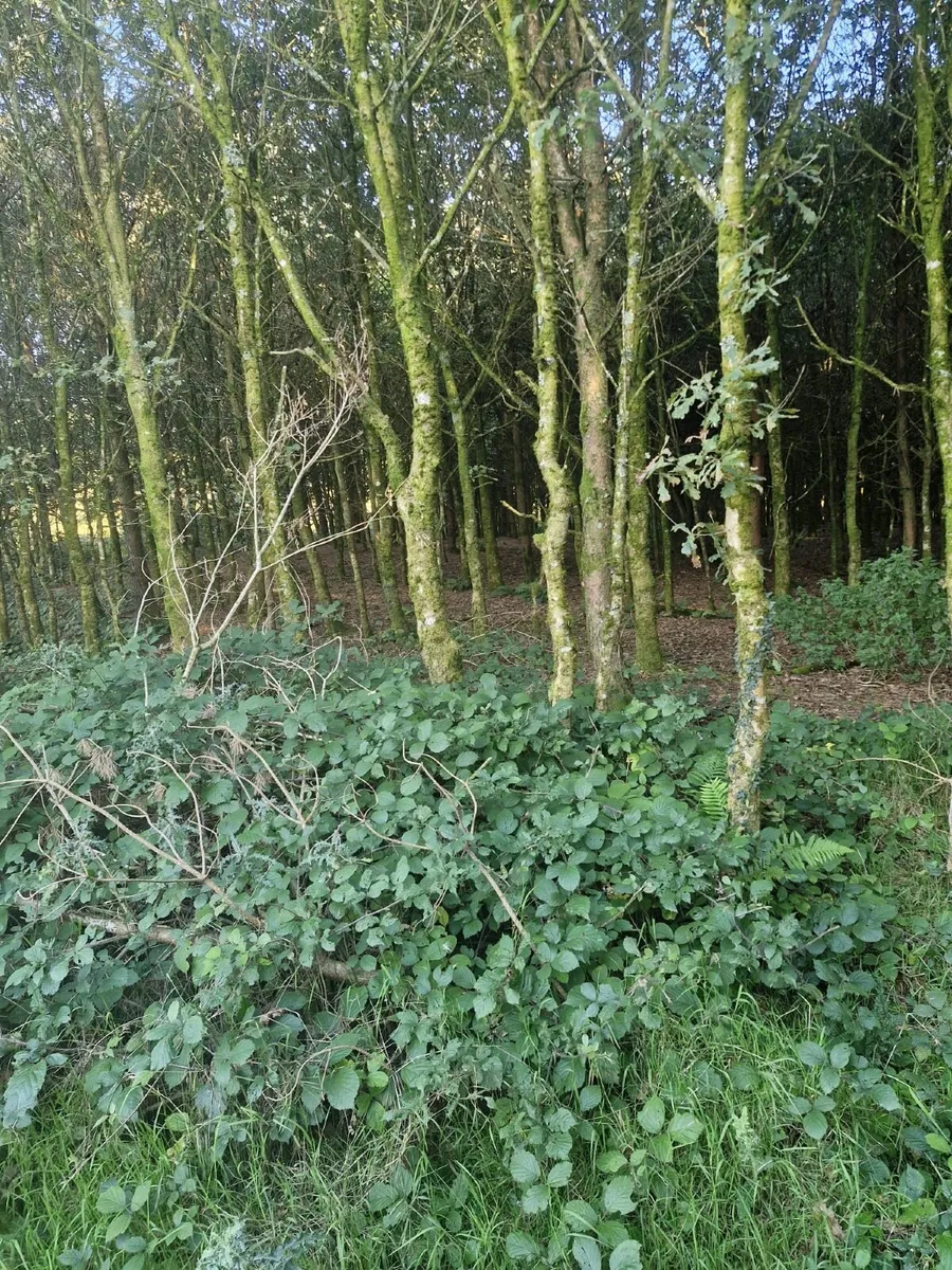 Timber - Image 4