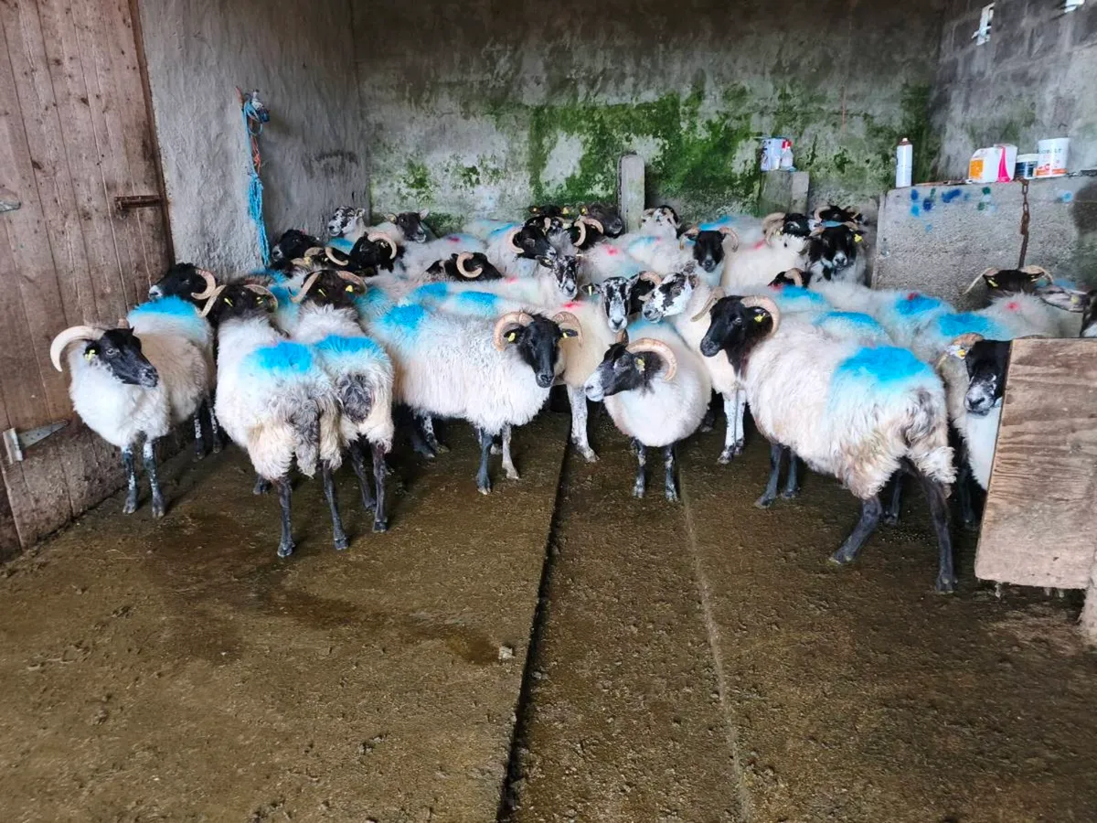 Ewe's - Image 3