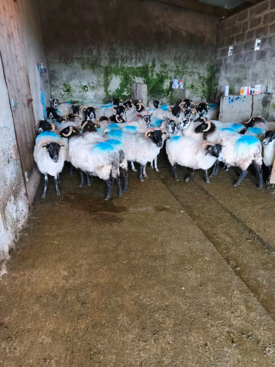 Ewe's - Image 4