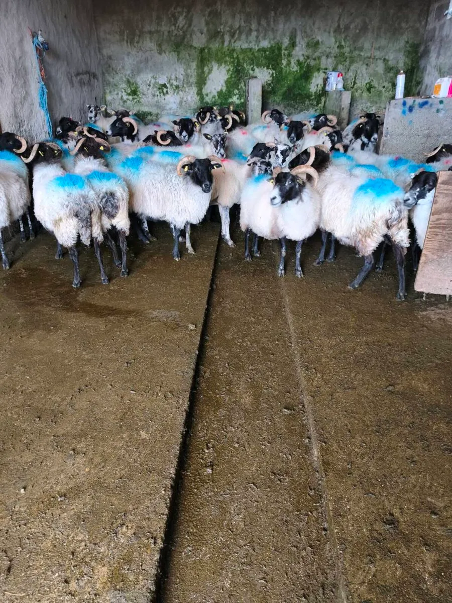 Ewe's - Image 1