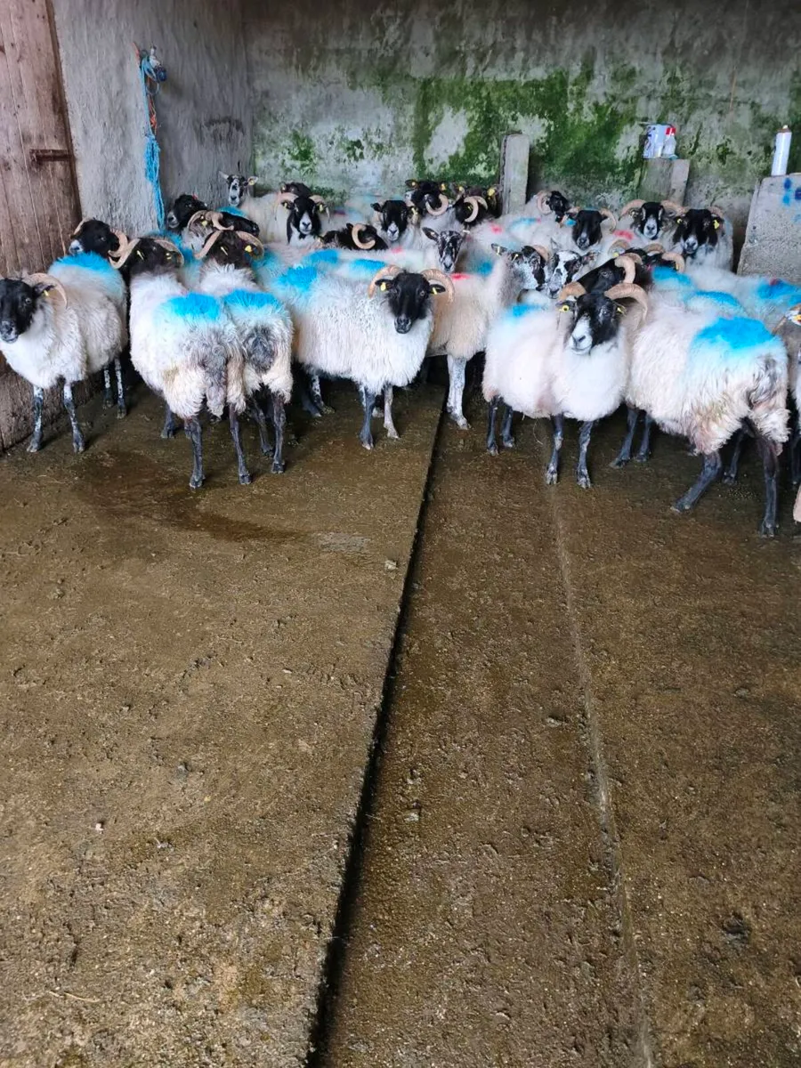 Ewe's - Image 2