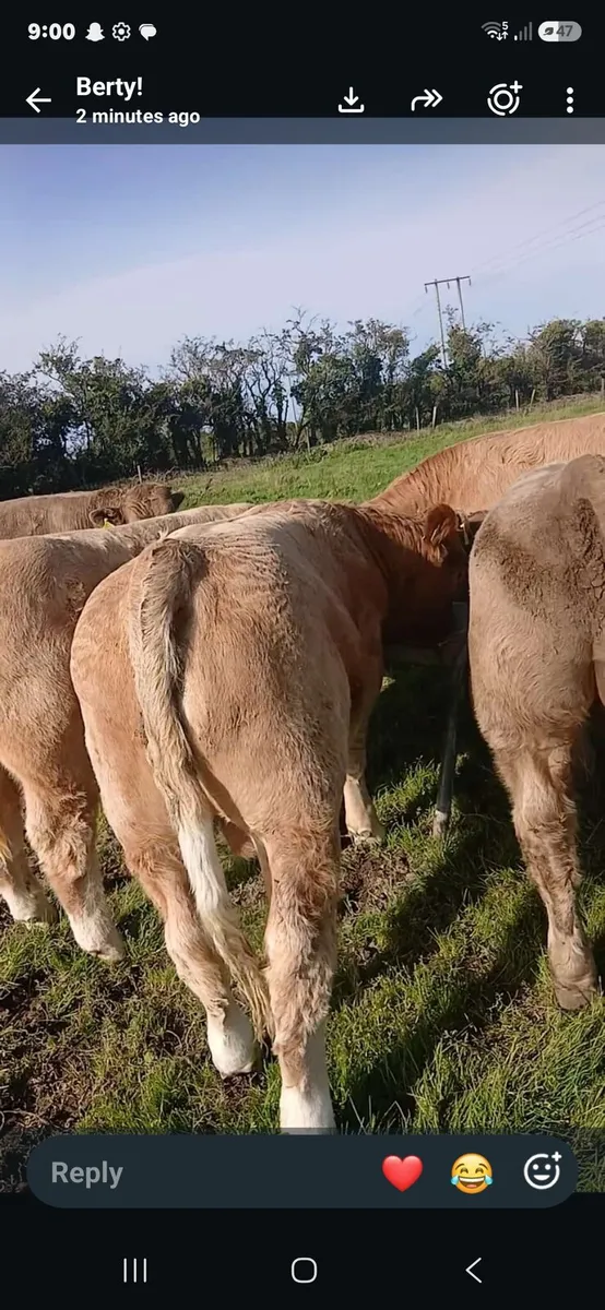 Weanlings - Image 1