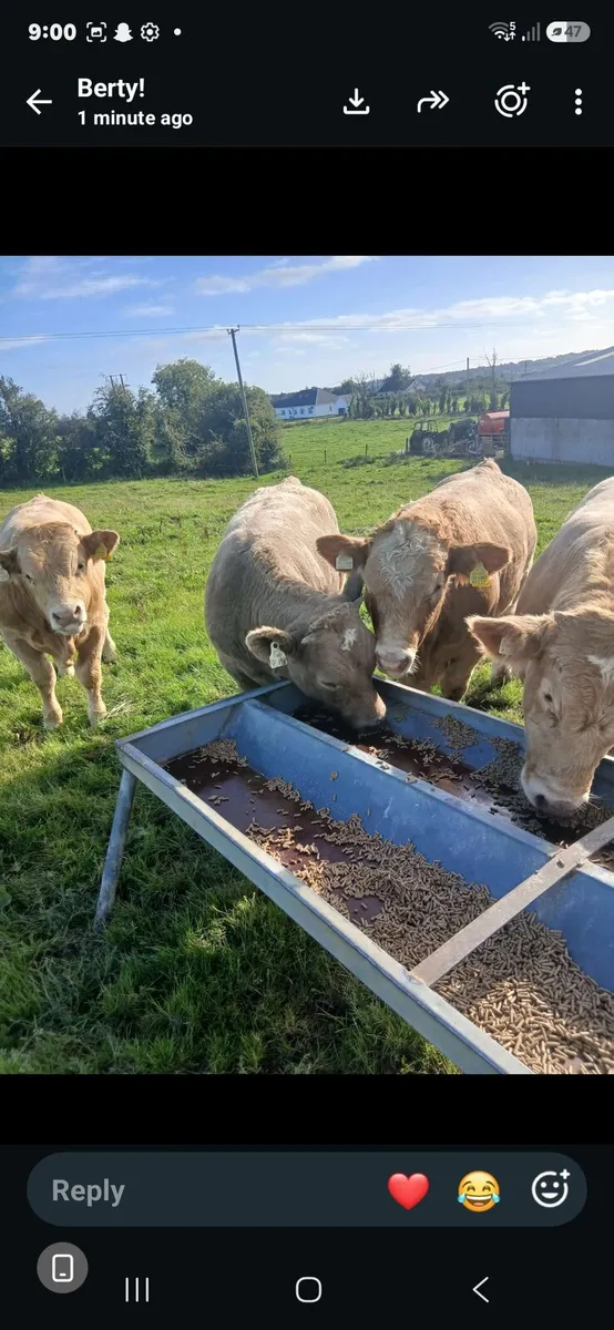 Weanlings - Image 2