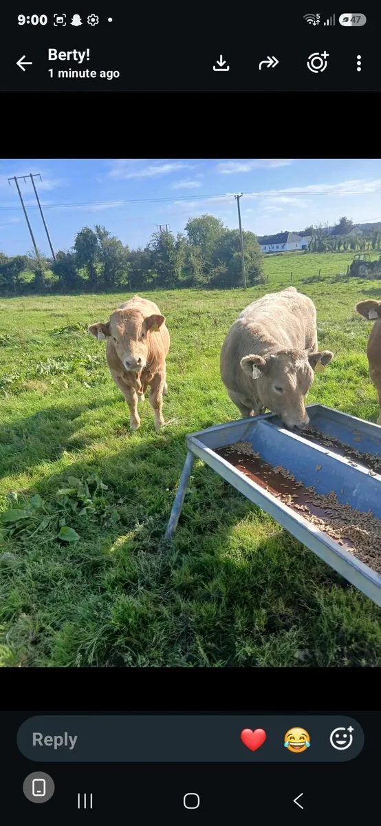 Weanlings - Image 3