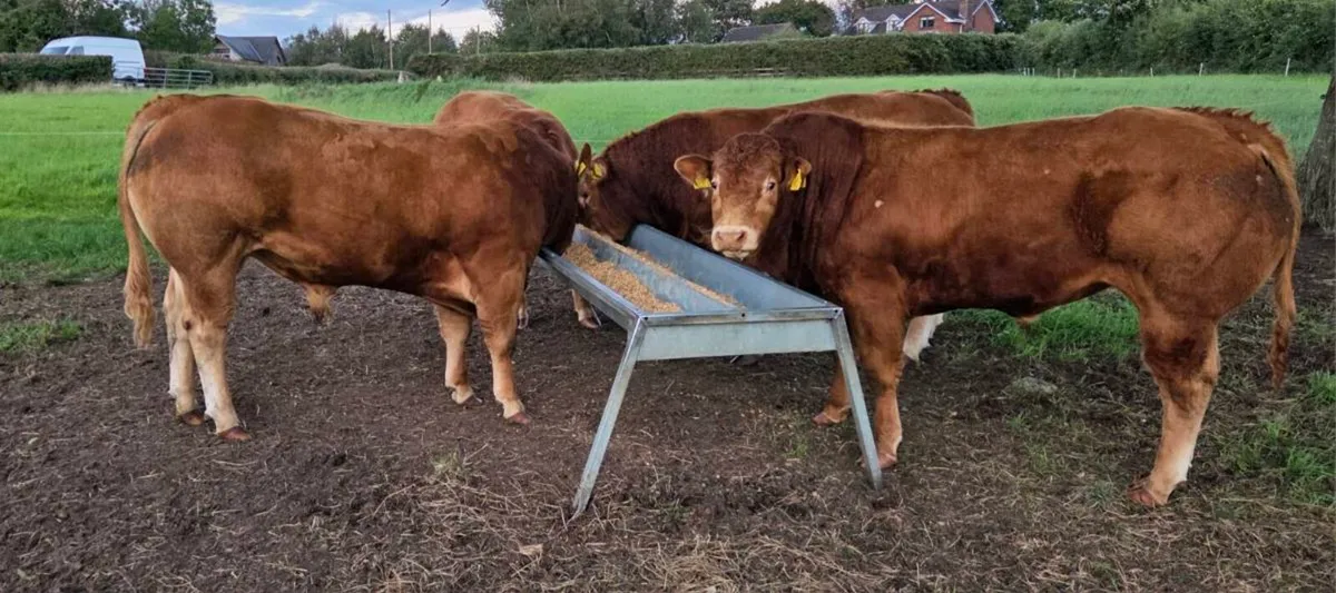 Limousin bulls - Image 4