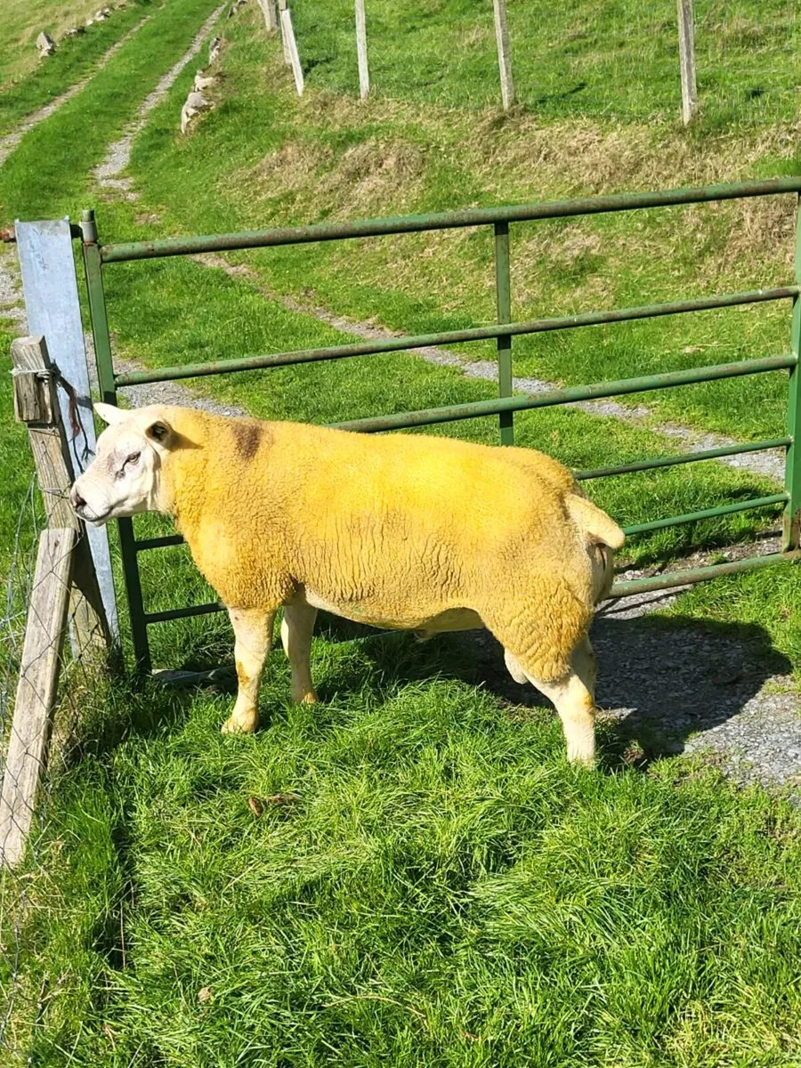 Texel ram - Image 1